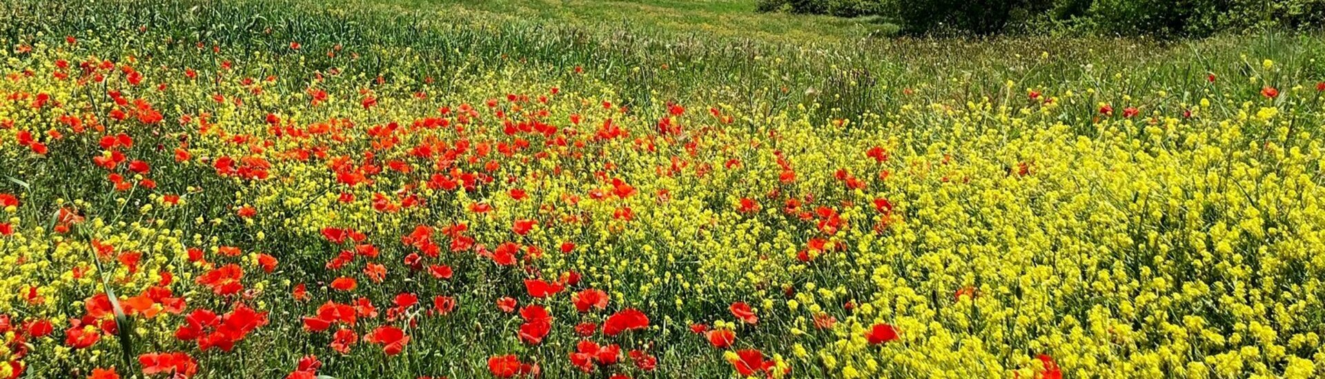 Commune de Murs dans le Vaucluse département 84