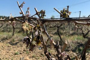 VIGNES : INDEMNISATION SUITE AUX CALAMITES AGRICOLES