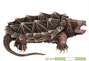 FOUILLES PALEONTOLOGIQUES