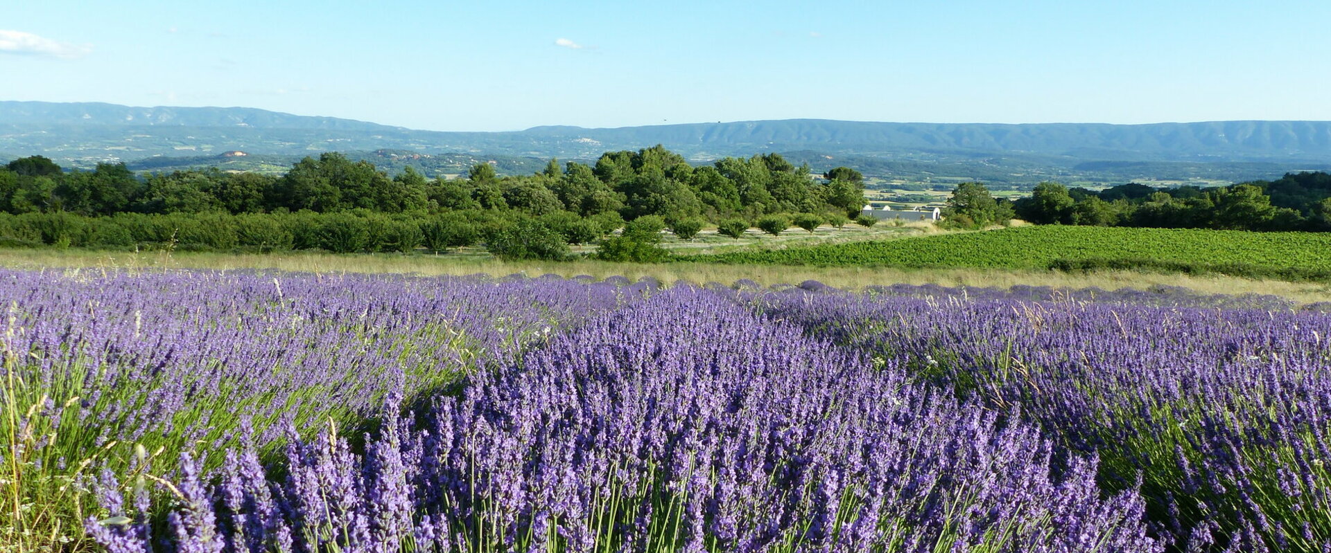 Bienvenue à Murs dans le Vaucluse, au cœur de la Provence